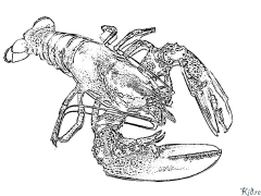 crayfish Printable Coloring Nplooj Ntawv